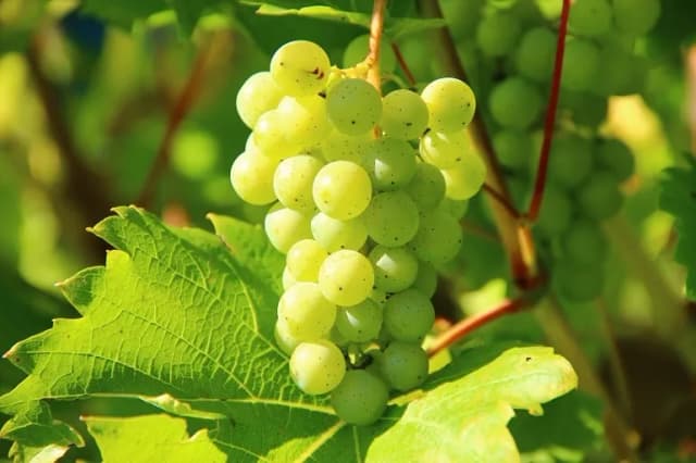 Kiedy zbierać winogrona na wino, aby uzyskać najlepszą jakość? Kiedy zbierać winogrona na wino, aby uzyskać najlepszą jakość?